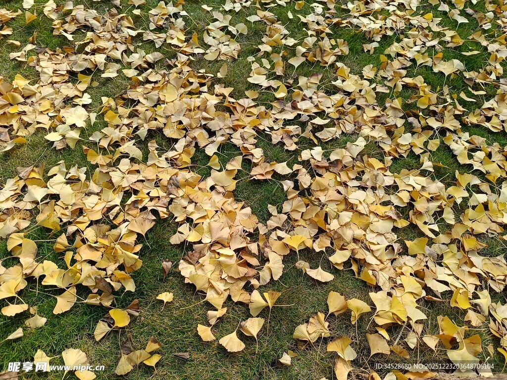 秋日落叶铺满草地