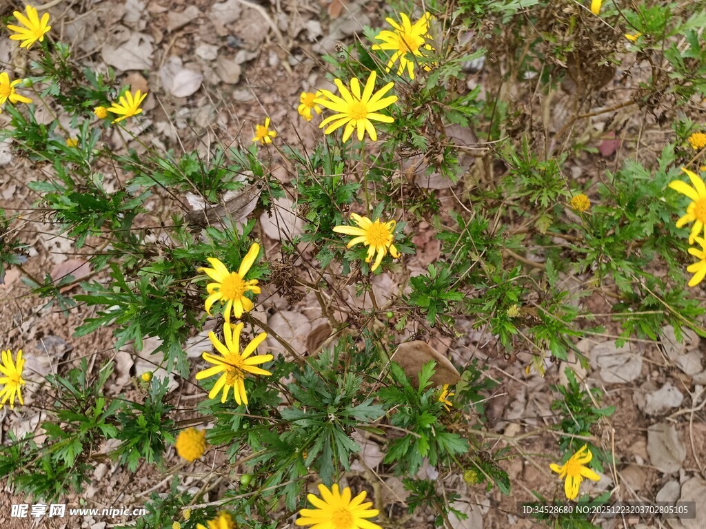 地面绽放的黄色小花