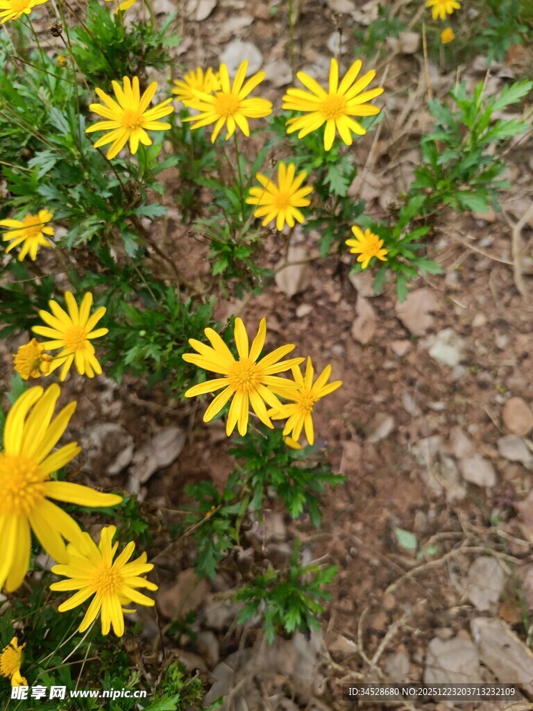 地面绽放的黄色小花