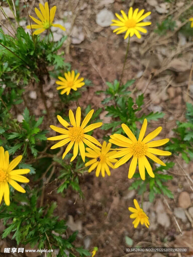 黄色小花绽放于泥土间