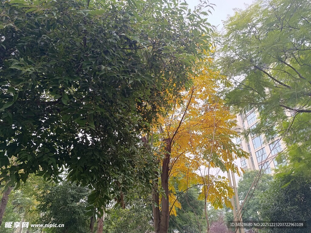 秋日林间黄叶树