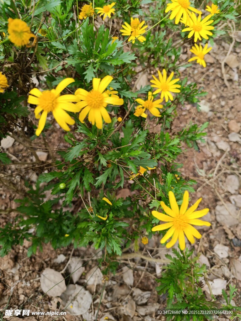 黄色小花绽放于碎石间