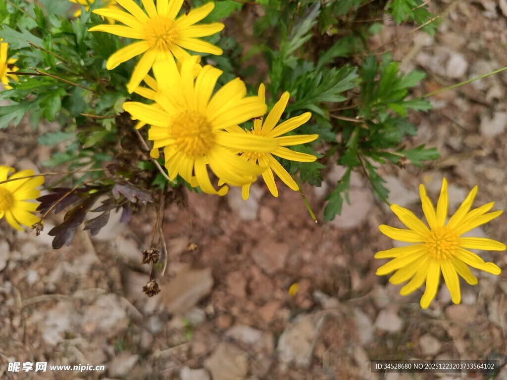 黄色小花绽放于碎石间
