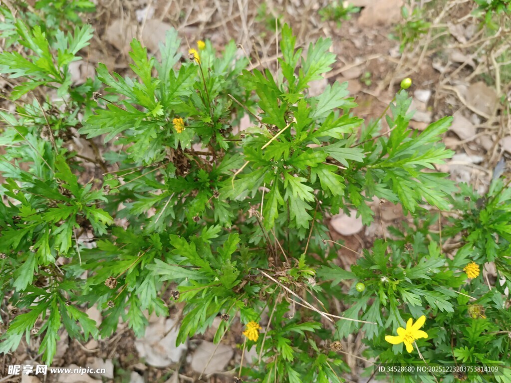 地面生长的绿色植物与小花