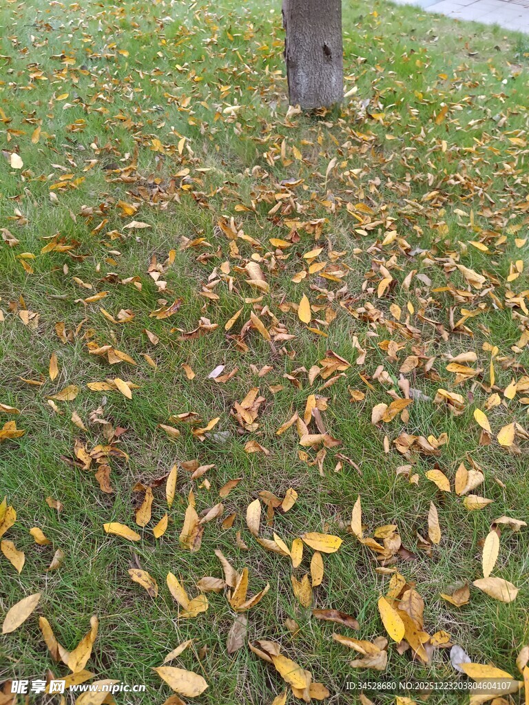 树下落叶铺就秋日美景