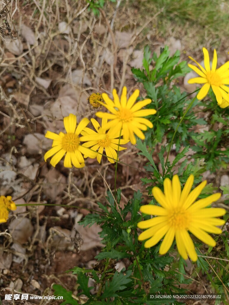 地上绽放的黄色小花