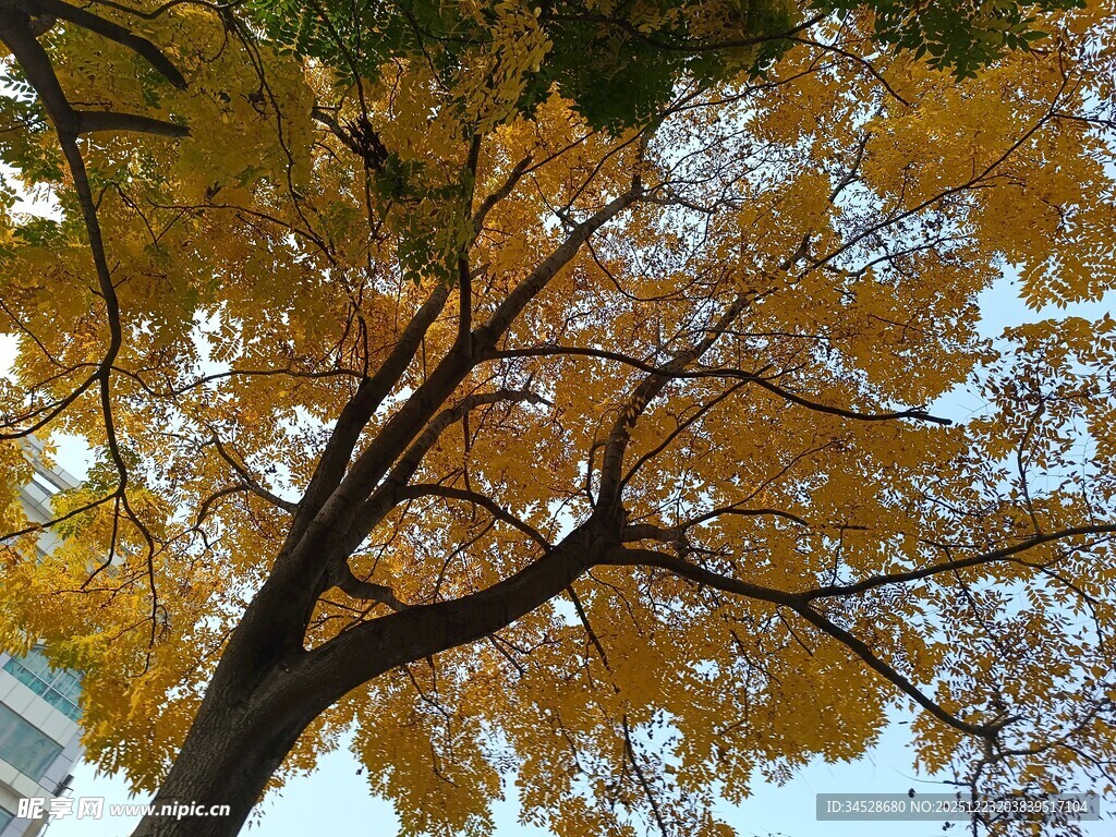 秋日金黄银杏树枝叶