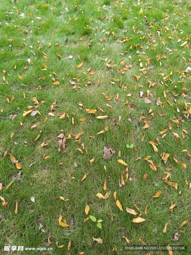 草地上散落的多彩秋叶