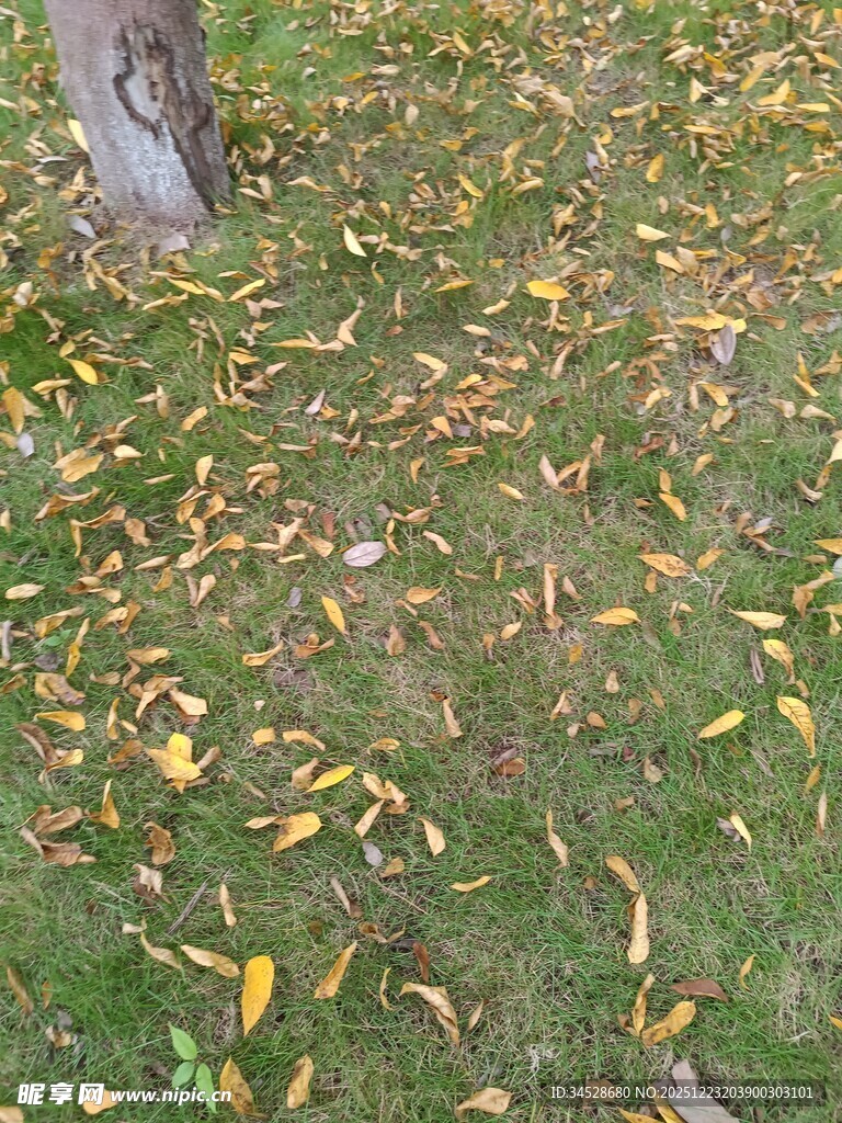 树下落叶铺就秋日美景