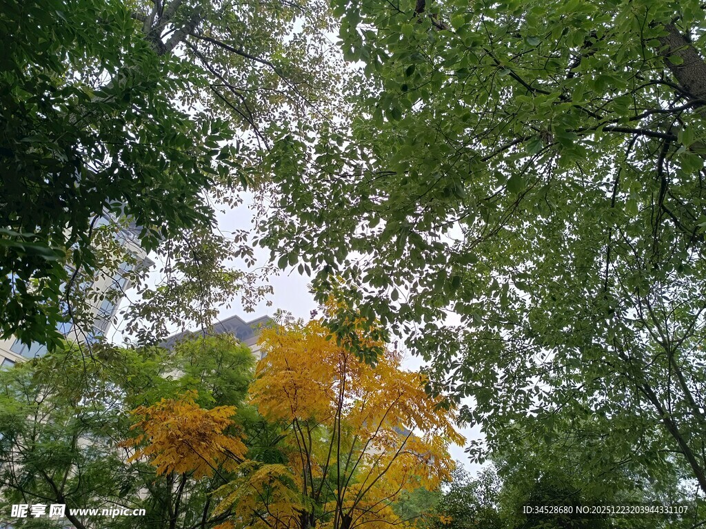 林间黄叶点缀绿意