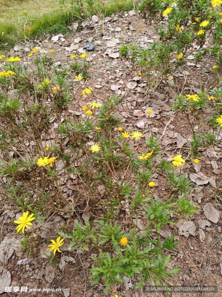 地面绽放的黄色小花