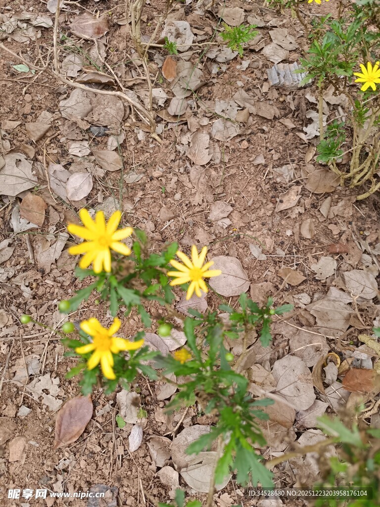 碎石间绽放的黄色小花