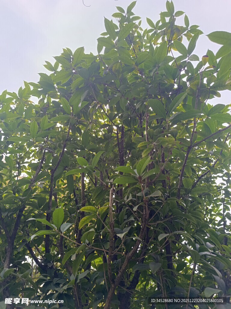 阳光下茂盛的绿色树木