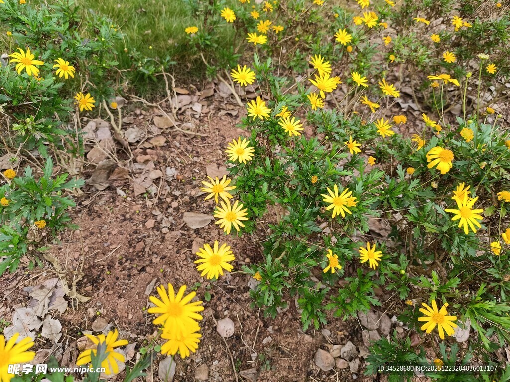 春日黄花绽放于草地