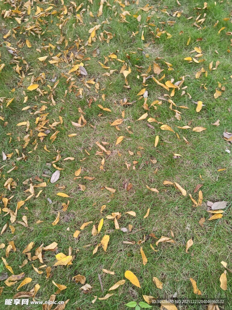 秋日草地落叶景致