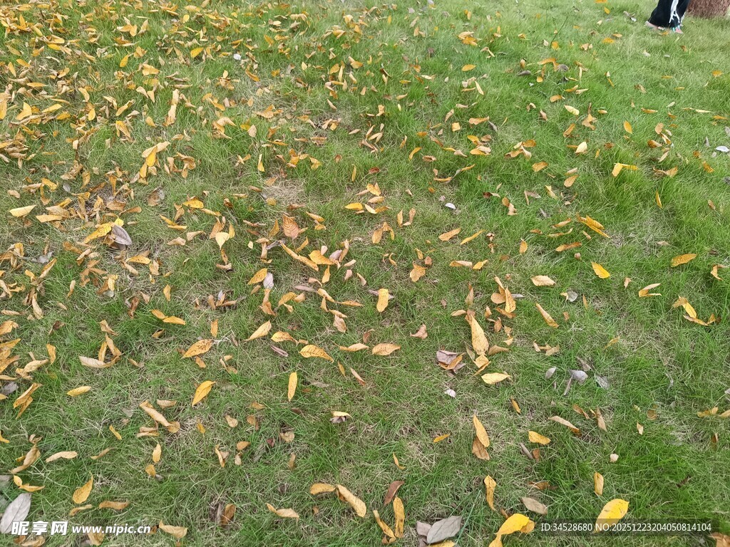草地上的缤纷落叶