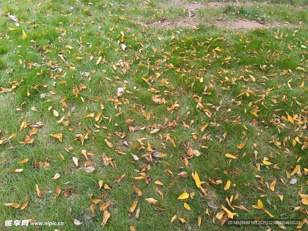 草地上散落的斑斓秋叶