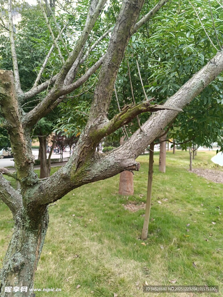 树枝上栖息的鸟儿