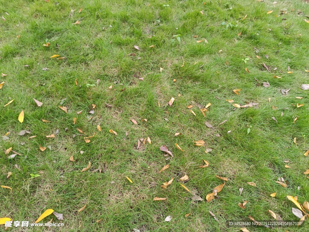 翠绿草地散落黄色小花