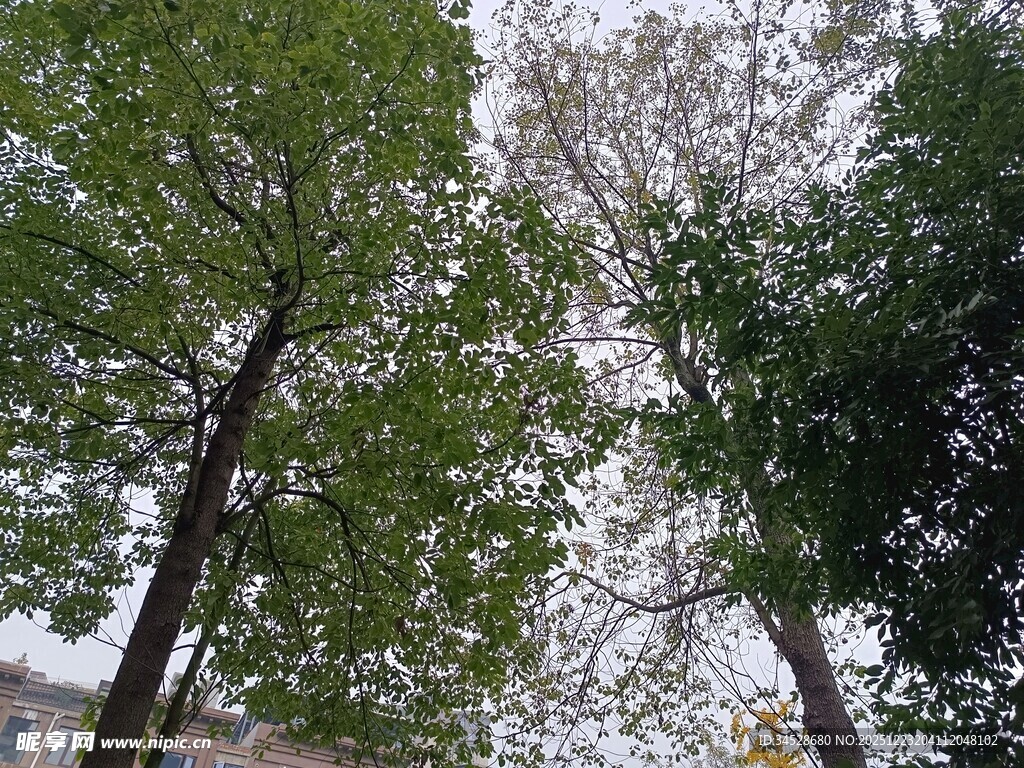 仰视葱郁树木景观