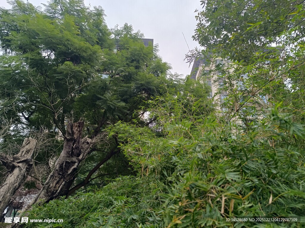 繁茂绿植中的自然景象