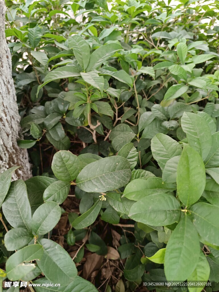 绿叶繁茂的植物景观