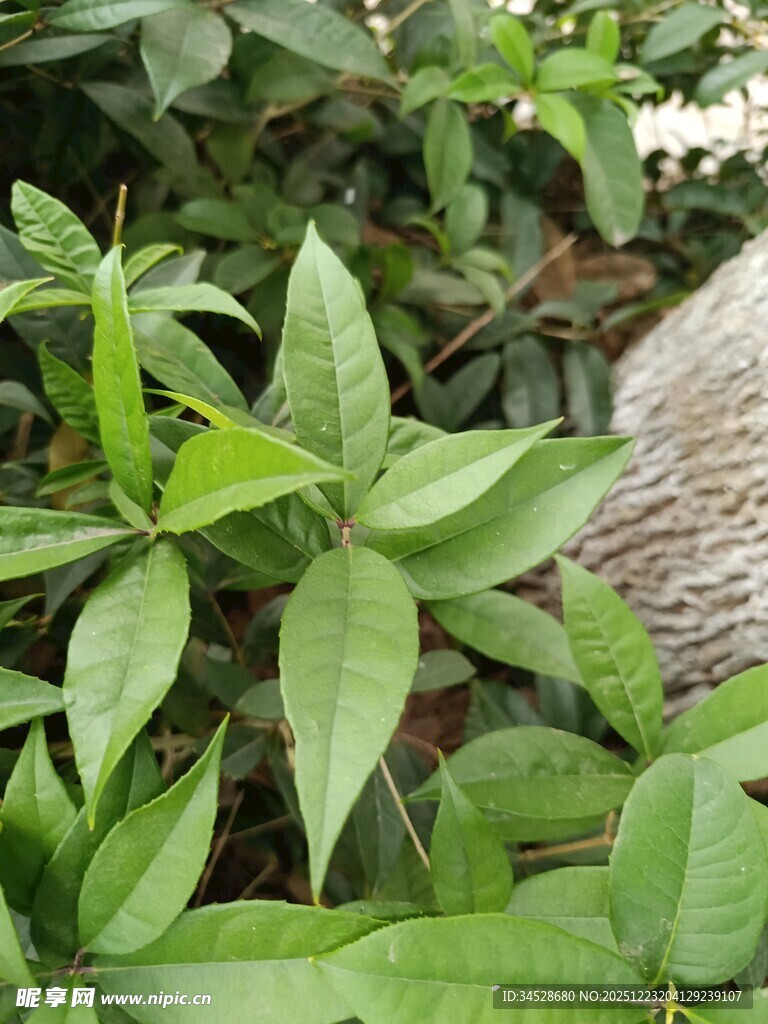 绿叶繁茂的清新植物景象