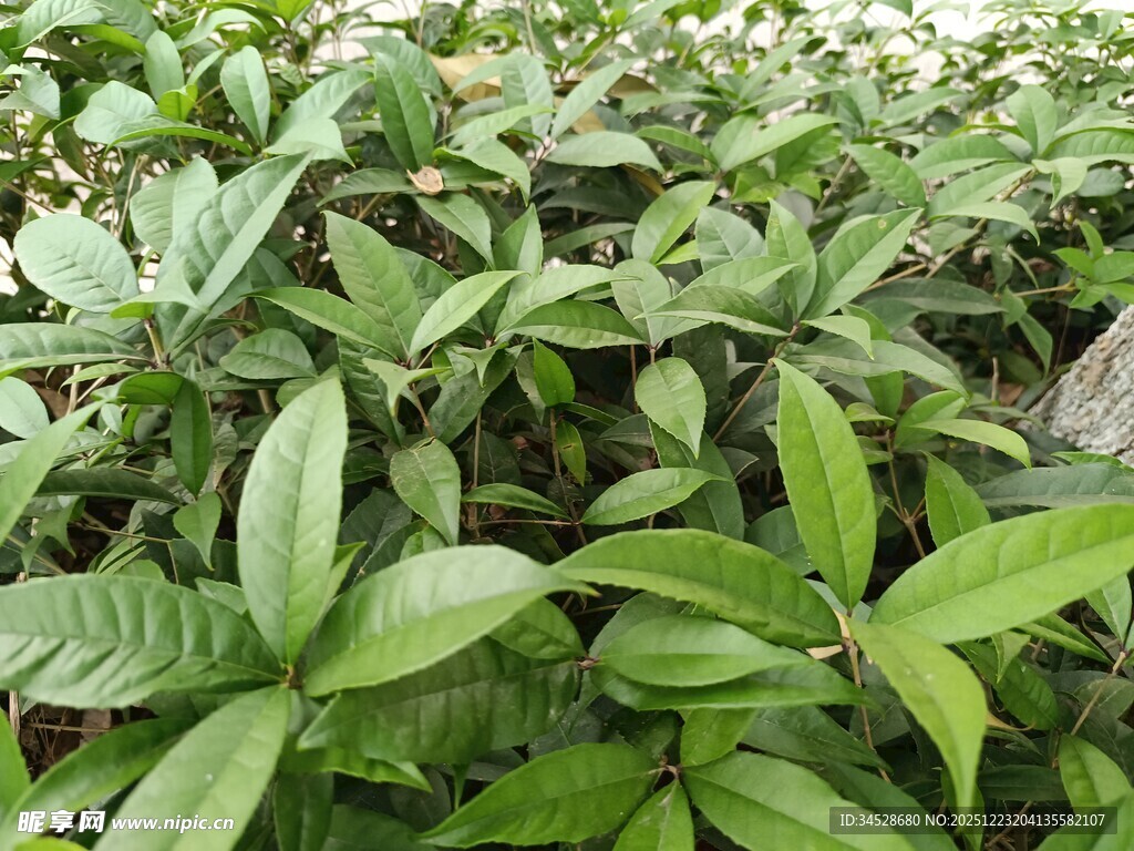 绿叶繁茂的植物景观