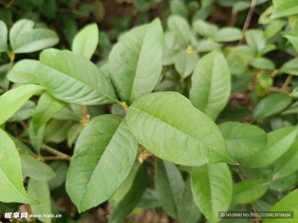 嫩绿叶片植物特写