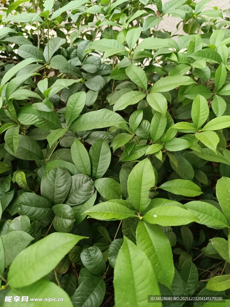 翠绿繁茂的植物叶片