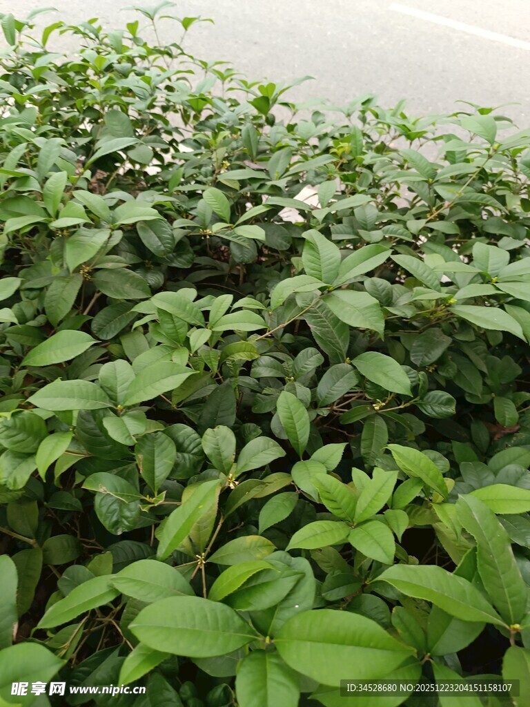 翠绿繁茂的植物景观