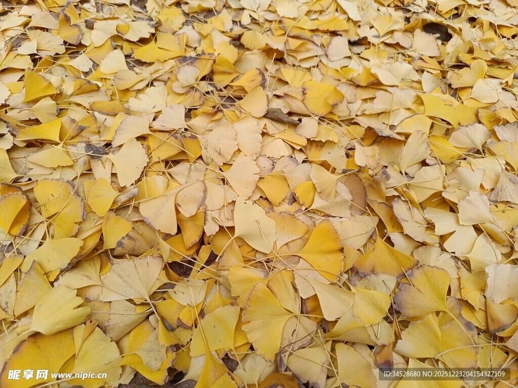 金黄银杏叶铺满地面