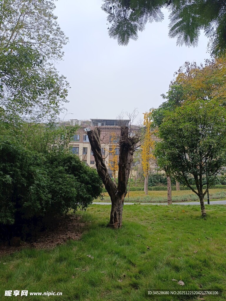 校园中的绿树与草地