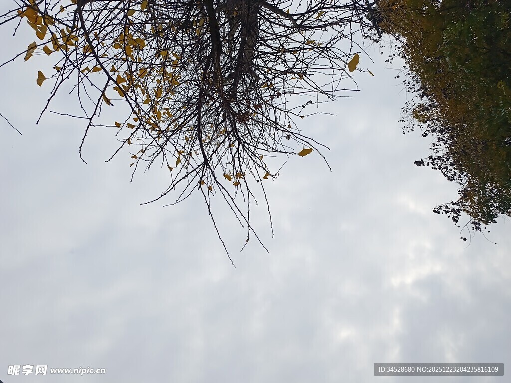 仰视树枝与朦胧天空