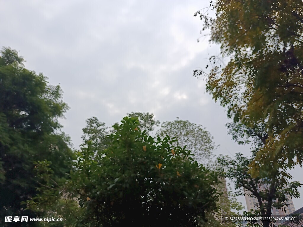 绿树掩映下的天空景象