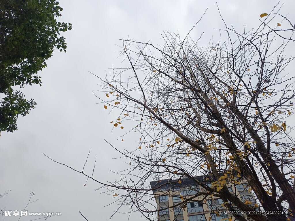 冬日枯树与远处建筑