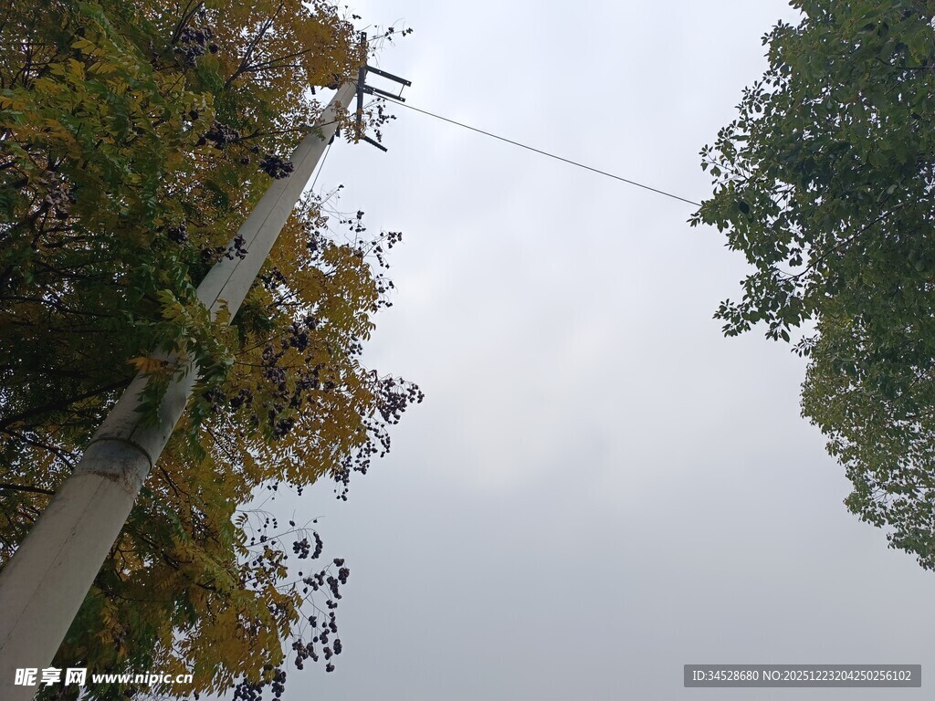 秋日树梢间的天空景象