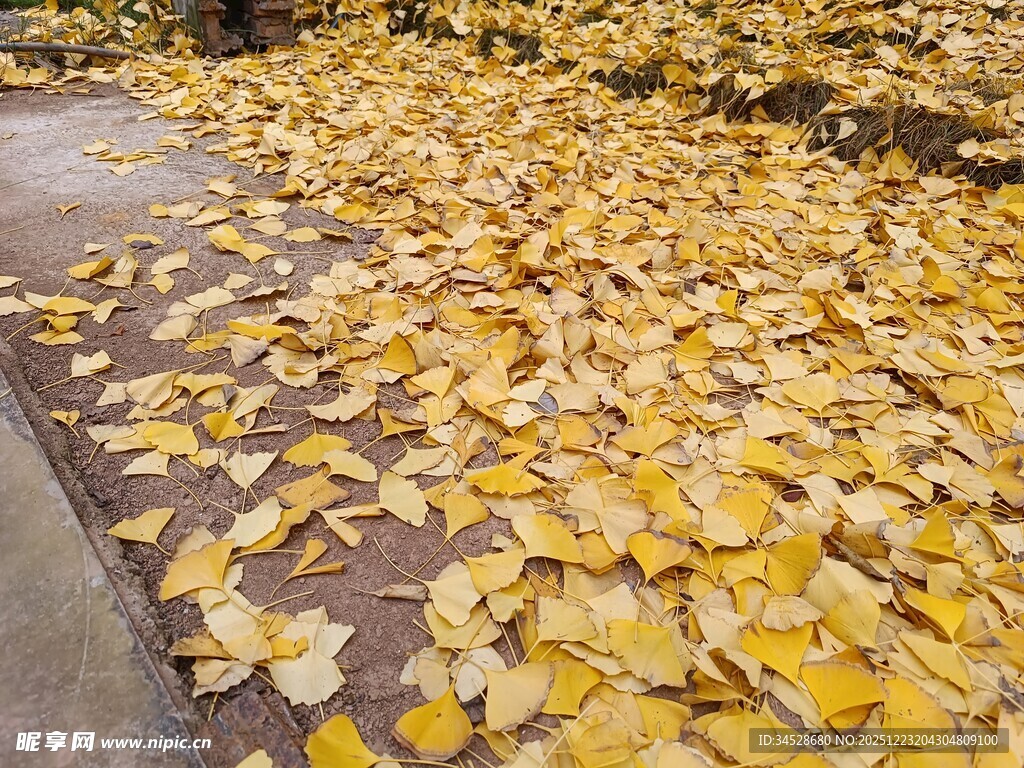 金黄银杏叶铺满地面美景