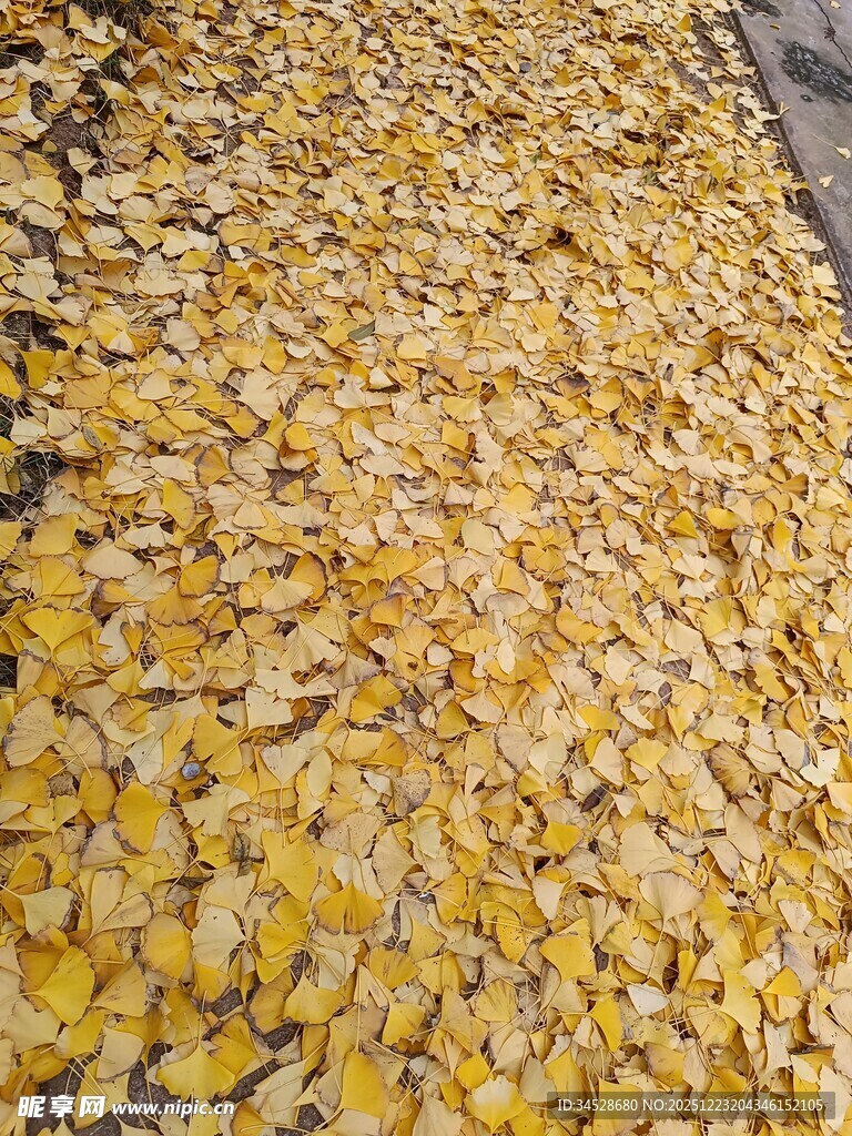 金黄银杏叶铺满地面