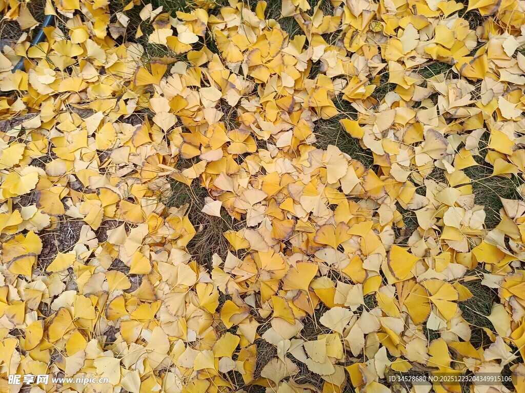 金黄落叶铺满地面的美景