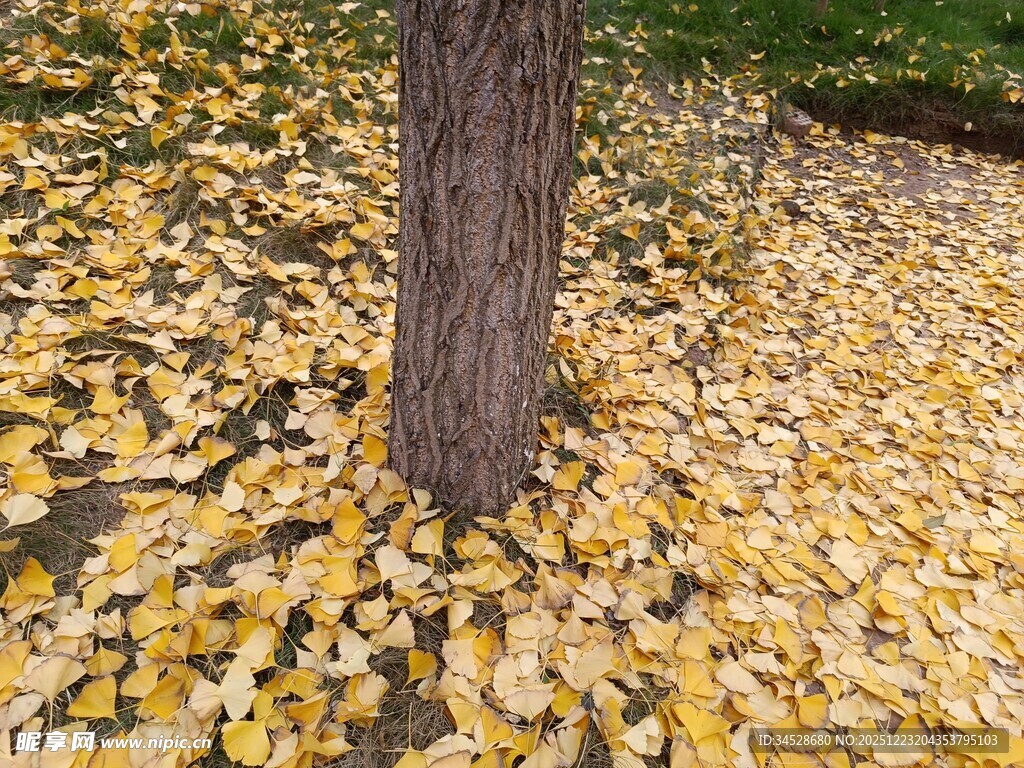 树下金黄银杏叶美景