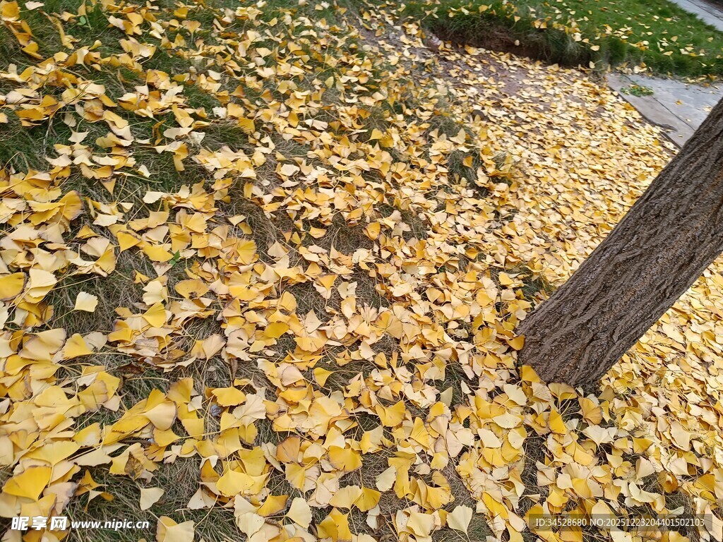 金黄落叶铺满地面的美景