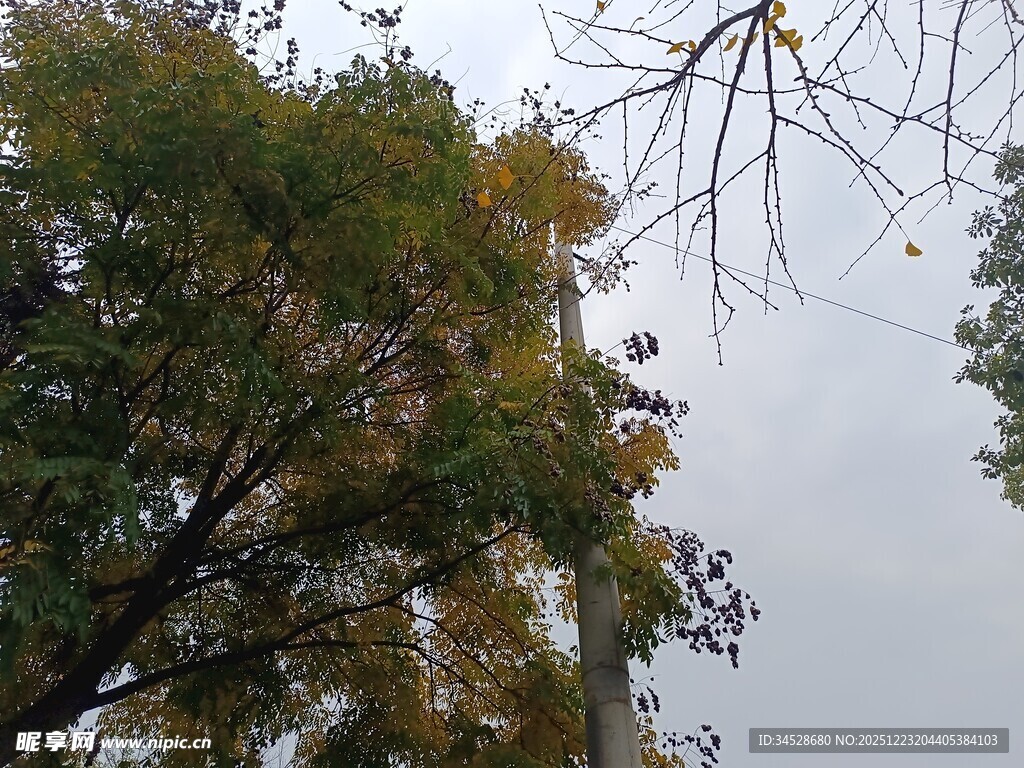 仰视秋日树梢景象