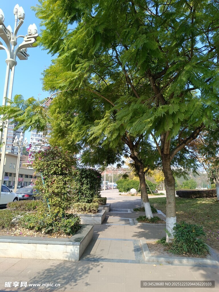 林荫小道的静谧景致