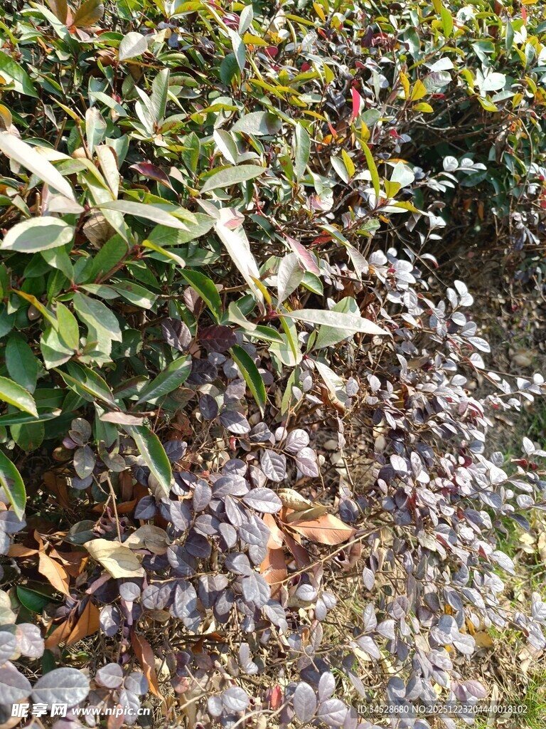 绿叶与落叶交织的景致