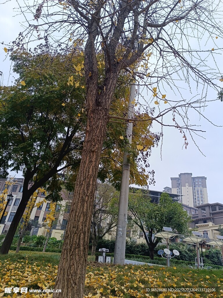 秋日树下落叶景致