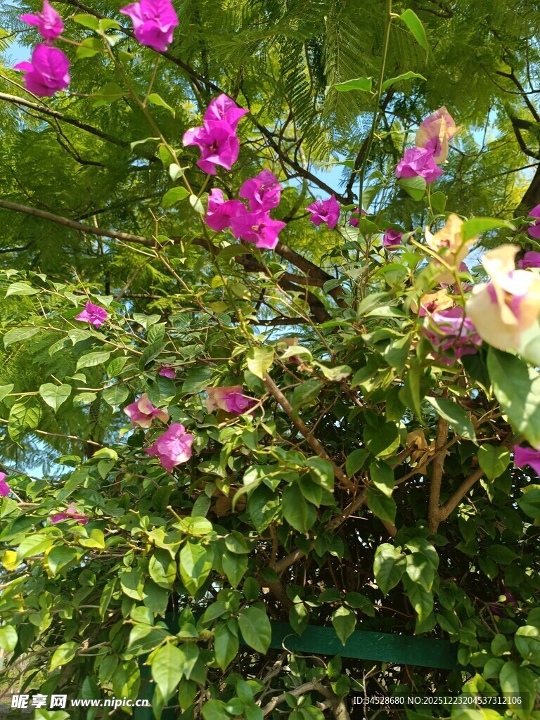 绽放的多彩花卉景观