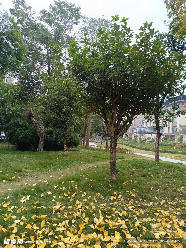 秋日公园落叶树木景致
