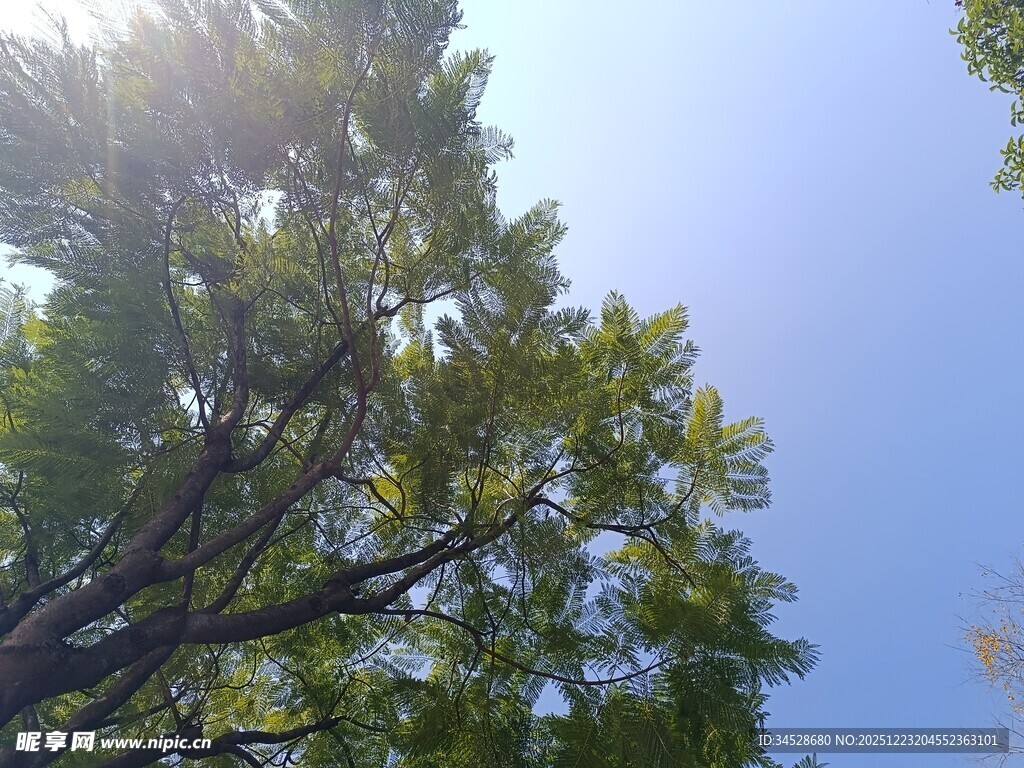 阳光透过树叶的晴朗景象