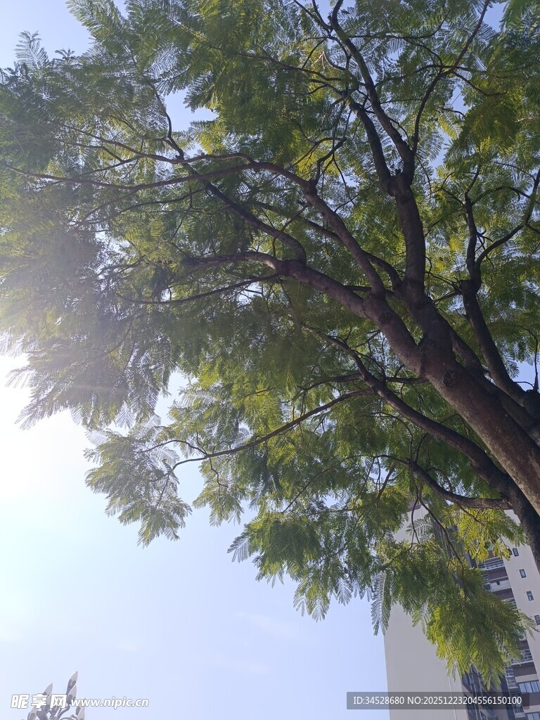 阳光下的繁茂绿树